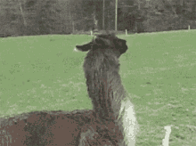 An Now For A Stroll Around The Meadow GIF - Llama Bounce Sheep GIFs