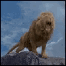 animals avatars cats aslan lion