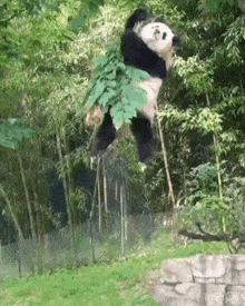 Panda Animal GIF - Panda Animal Panda Tree GIFs