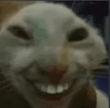 Creepy Cat Smile GIF - Creepy Cat Smile GIFs