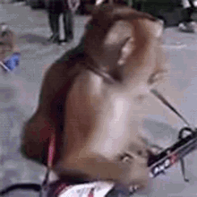 a monkey is riding a motorcycle on the street .
