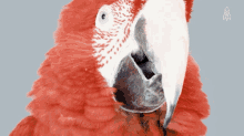 bird parrot birds psittacines colorful