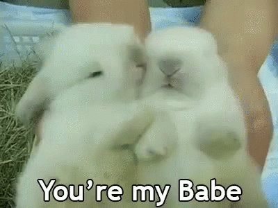 rabbit-youre-my-babe.gif