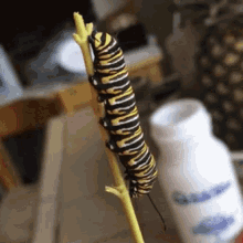 Bugs Insects GIF - Bugs Insects Caterpillar GIFs