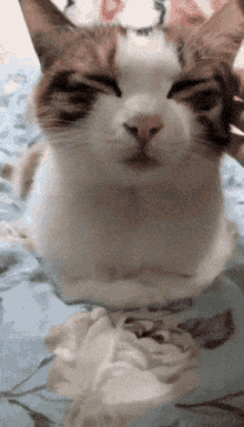 This Tired Cats GIF - This Tired Cats Funny GIFs