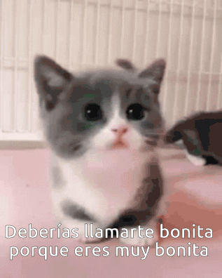 eres tan bonita meme