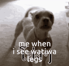 legs me when i see watiwa legs dog bark barking