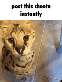Serval Cheeto GIF - Serval Cheeto Floppa GIFs