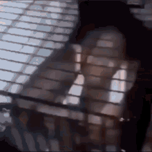 Lock In Cage GIF - Lock In Cage GIFs
