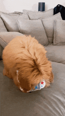 a dog laying on a couch with a toy in its mouth that says ' i love you '