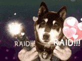 a dog is holding a flashlight with the words raid written above it