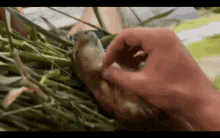 a close up of a person 's hand touching a bird 's head