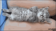 My Baby Kitten GIF - My Baby Kitten Cat GIFs