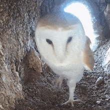 What'S This Barn Owl GIF