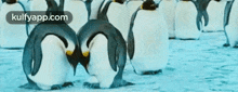 Penguin.Gif GIF - Penguin Anim-love Kulfy GIFs