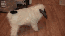 Wampug Is Not Amused GIF - Dogs Animals Starwars GIFs