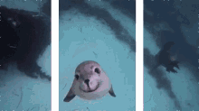 Seal Swim GIF - Seal Swim Hello GIFs