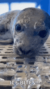 Take A Bite Marine Mammal Rescue GIF - Take A Bite Marine Mammal Rescue Baby Seal GIFs