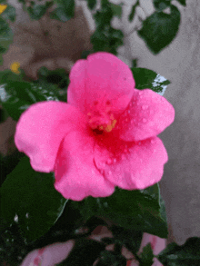 Flowers Flower Images GIF - Flowers Flower Flower Images GIFs
