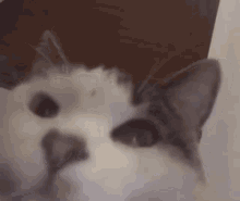 Cat Yup GIF - Cat Yup Agreed GIFs
