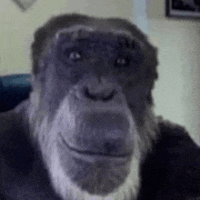 смішна мавпа що GIF