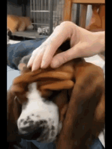 Basset Hound Sleeping Dog GIF