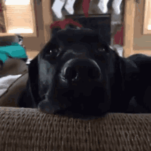 Surprised Dog GIF - Surprised Dog Black Lab GIFs