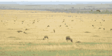 Topi Topi Antelope GIF - Topi Topi Antelope Antelope GIFs