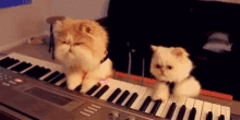 Funny Animals Cats GIF - Funny Animals Cats Piano GIFs