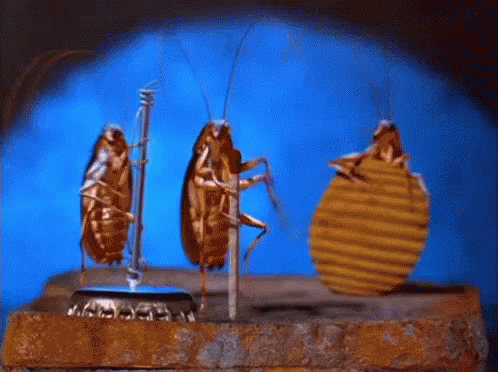 cockroach-band-music.gif