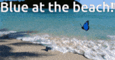 a blue butterfly is flying over a beach with the words " blue at the beach " above it