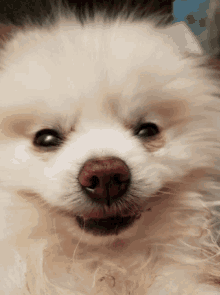 Dog Cute Dog GIF - Dog Cute Dog Stoned Dog GIFs