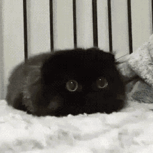 Blackpredator Cat GIF
