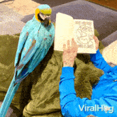 Sharing My Feather With You Parrot GIF