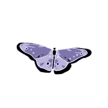 butterfly bug wings insect purple