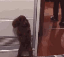 a small brown dog is standing on its hind legs in a room next to a door .