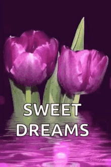 Sweet Dreams Water GIF - Sweet Dreams Water Flowers GIFs