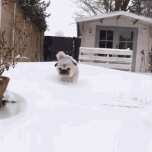 Snow Pug GIF - Snow Pug Pet GIFs