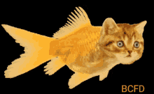 swimming goldfish