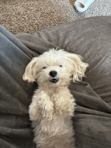 a small white dog is laying on its back on a blanket