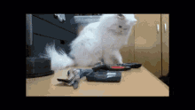 Cat Pushing GIF