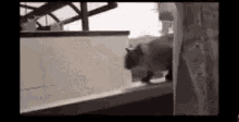 Cats Doing Funny Things Cat Jump GIF - Cats Doing Funny Things Cat Jump Being Cat GIFs