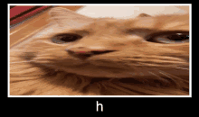 Discord Cat GIF - Discord Cat Pumpkin GIFs