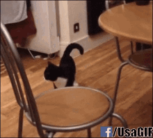 Cat Dance GIF - Cat Dance Moves GIFs