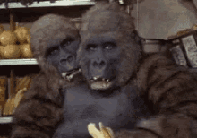 Gorilla Banana GIF - Gorilla Banana Eat GIFs