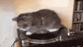 a cat is sitting on a record player .