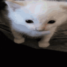 Catboomp4 GIF - Catboomp4 GIFs
