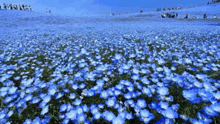 a field filled with lots of blue flowers