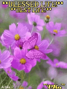 Lavender Flowers GIF - Lavender Flowers And GIFs
