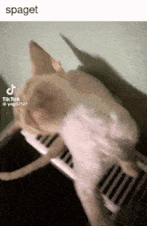Cat Meme GIF - Cat Meme Kitty GIFs